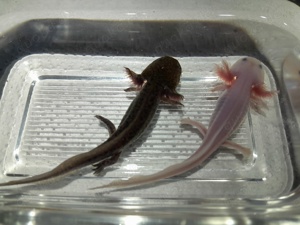 Axolotl Jungtiere, Schwarze und Weiße