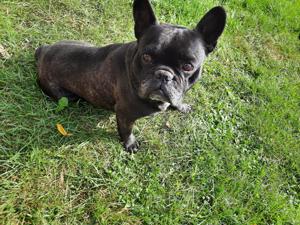 französische Bulldogge, Rüde 