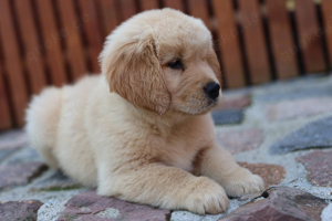 golden Retriever welpen abzugeben 