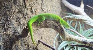 Gecko   Madagaskar Taggecko   inkl. Terrarium 