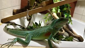 Grüne Wasseragamen  Bild 2