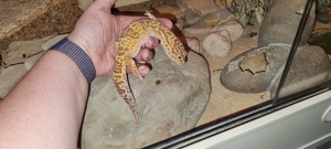 3 Leopardgeckos weiblich, Sonderfarben,inkl. Terrarium 