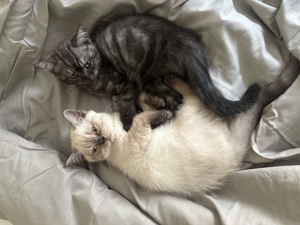 Britisch Kurzhaar Kitten   Katzenbabys (BKH) - reinrassig - 1 Männchen, 1 Weibchen verfügbar