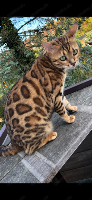 Bengal Mädchen Top Rosetten 