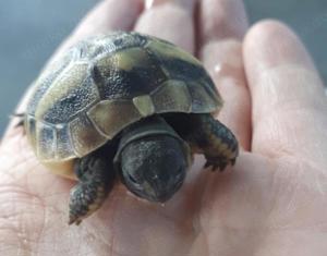 griechische Landschildkröten 