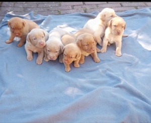 Labrador foxred 