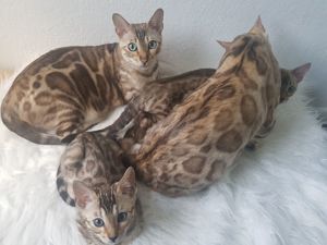 Bengal Kitten mit Stammbaum 