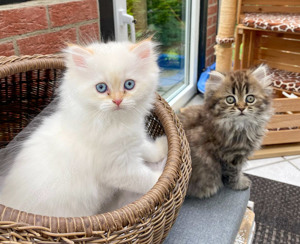 Zwei hübsche Perser Kitten suchen ihre Lieblingsmenschen!