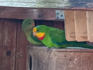 Schildsittich  Bild 2