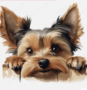 Suchen : Yorkshire Terrier    Rüden Berlin & Umgebung 