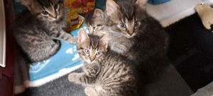 Katzenbabys  ( Hauskatzenmix) !