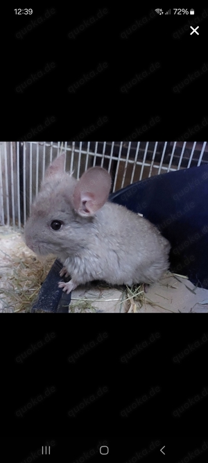 Chinchilla Pärchen 