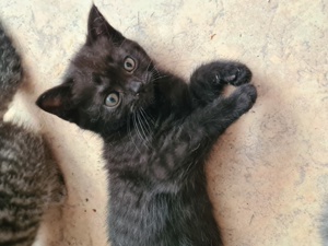 BKH Kitten zu Verkaufen Bild 1