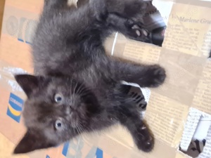 BKH Kitten zu Verkaufen Bild 2