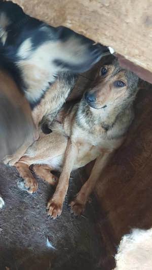 Ella G ca. 50 cm   die Geduldige