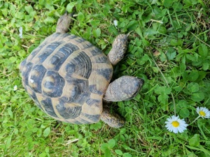 Verkaufe männliche Landschildkröte