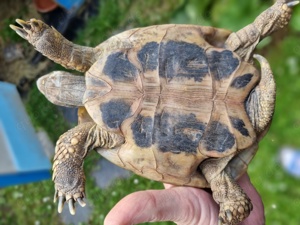 Verkaufe männliche Landschildkröte