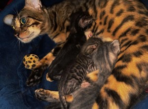 Bengal Kitten nur in Guten Händen abzugeben
