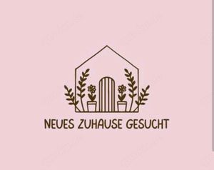 Kleine WHG   Studio gesucht Raum NW - RP - LU - SÜW - GER