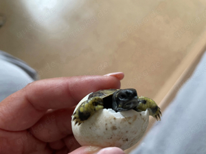 Griechische Landschildkröten Babys aus 2025  - image 3