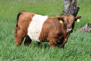 Belted Galloway Jungstier zu verkaufen  !