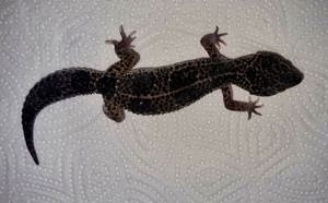 Leopardgecko Weibchen 2023 Black night mac snow