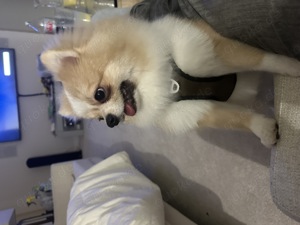 Pomeranian Hund zum verkaufen 