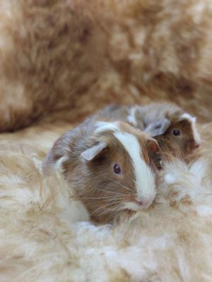 Meerschweinschen Babys