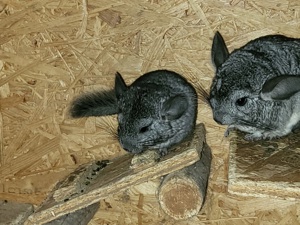 2 Chinchillas  Jung  