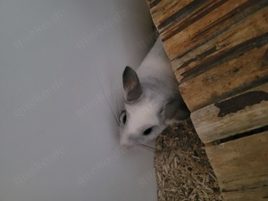 2 chinchilla Böckchen zu verkaufen 