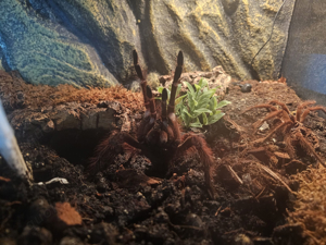 Theraphosa Blondi abzugeben Düsseldorf