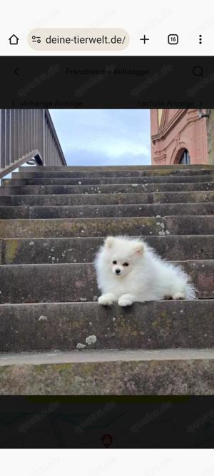 Pomeranian 