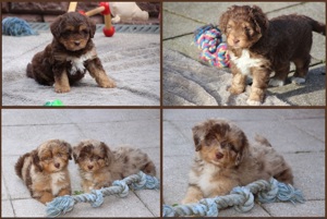 Aussiedoodle Medium ! Traumwelpen aus langjähriger Haus Familienaufzucht. Keine Arbeits Hütelinie !