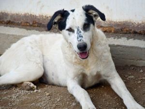 Nelly sucht ihr Zuhause (noch auf Sardinien)