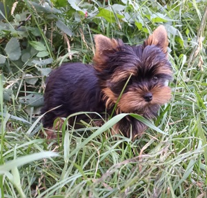 Yorkshire Terrier 