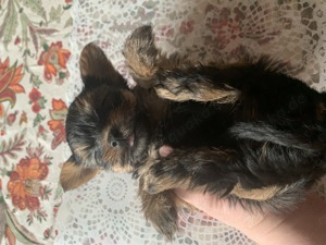 Yorkshire Terrier Welpe 