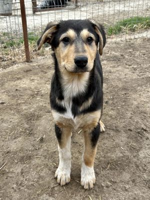 Emmi blieb allein zurück - alle 3 Geschwister wurden adoptiert Bild 9