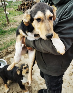 Emmi blieb allein zurück - alle 3 Geschwister wurden adoptiert Bild 10