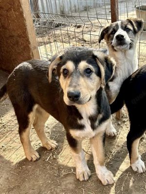 Emmi blieb allein zurück - alle 3 Geschwister wurden adoptiert Bild 4