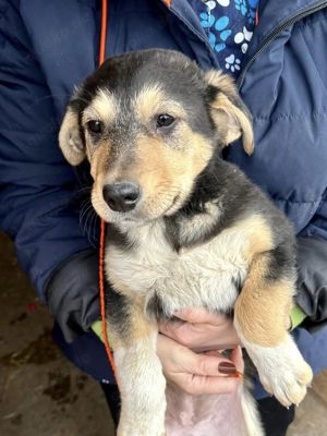 Emmi blieb allein zurück - alle 3 Geschwister wurden adoptiert Bild 3