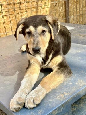 Emmi blieb allein zurück - alle 3 Geschwister wurden adoptiert Bild 8