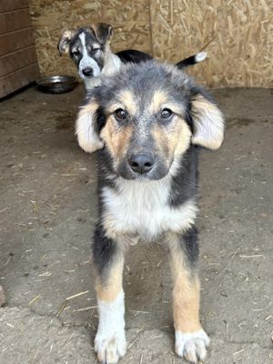 Emmi blieb allein zurück - alle 3 Geschwister wurden adoptiert Bild 7