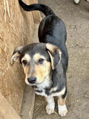 Emmi blieb allein zurück - alle 3 Geschwister wurden adoptiert Bild 6