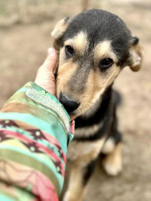 Emmi blieb allein zurück - alle 3 Geschwister wurden adoptiert Bild 5