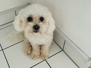 Bichon 