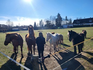 Offenstall Selbstversorgung 