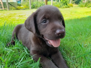 Labrador Welpen, schokobraun aus Hobbyzucht 