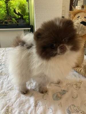 Bezaubernde echte sehr kleine Pomeranian Bärchen Welpen