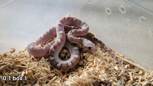 Ghostblood Pied