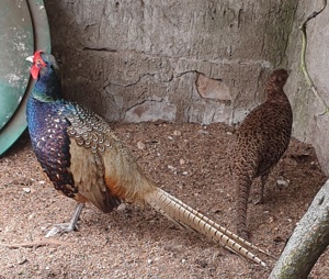 2x Jagdfasan Paar - rot und grün